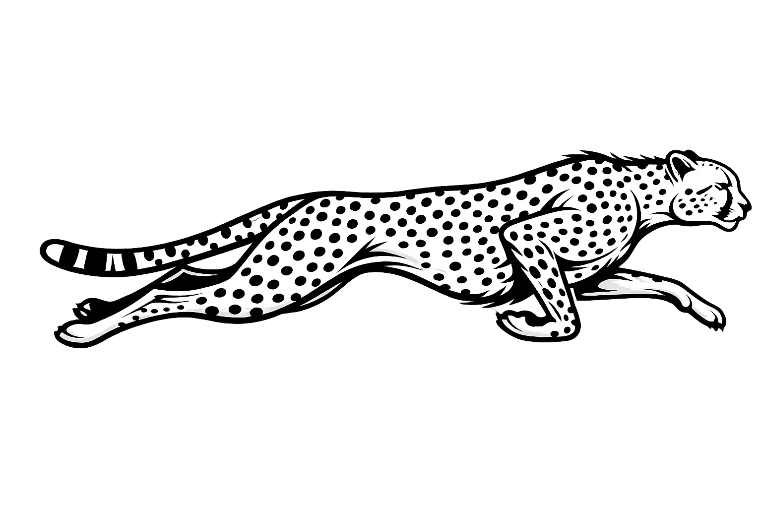 Cheetah
